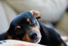 Pinscher deitado