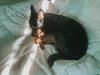 Pinscher deitado na cama