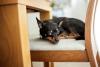 Pinscher deitado na cadeira