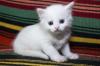 Gato Angorá filhote