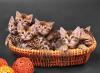 filhotes de gato Bengal em uma cesta