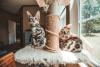 dois gatos Bengal brincando