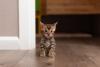 Bengal em pé dentro de casa