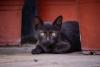 filhote de gato Bombaim deitado