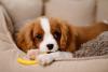 Cavalier King Charles Spaniel  brincando 