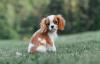 Cavalier King Charles Spaniel ao ar livre