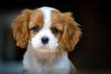 Cavalier King Charles Spaniel rosto