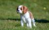 Cavalier King Charles Spaniel  em pé ao ar livre