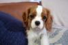 rosto de Cavalier King Charles Spaniel 