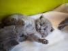 Chartreux deitado
