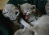 filhotes de gato Chartreux 
