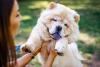 Chow Chow filhote com mulher