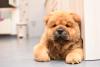 Chow chow deitado dentro de casa