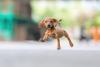 Dachshund  correndo
