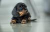 Dachshund deitado em casa