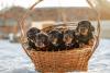 Dachshund filhotes dentro de cesta