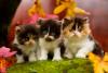 3 gatos filhotes Persa 