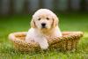 Golden Retriever na cesta