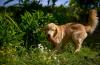 Golden Retriever na natureza