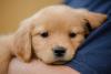 Golden Retriever deitado no ombro de humano
