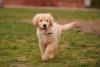 Golden Retriever ao ar livre