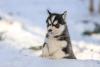 Husky Siberiano na neve