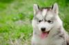 rosto de Husky Siberiano