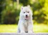 Husky Siberiano sentado ao ar livre