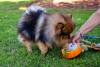 Lulu da pomerânia brincando