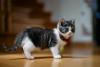 Munchkin de perfil