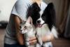 Papillon abraçado do lado de um gato pelo tutor