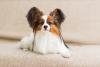 Papillon deitado no tapete