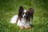Papillon deitado na grama com brinquedo na frente