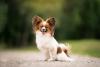 Papillon sentado ao ar livre
