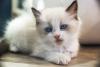 Ragdoll miando