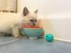 Ragdoll comendo