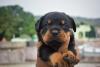 rosto Rottweiler 