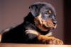 Rottweiler  de perfil