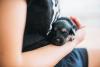 Rottweiler  no colo de mulher