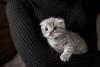Scottish Fold nos braços de humano
