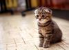 Scottish Fold sentado