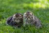 dois gatos da raça Scottish Fold