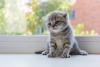 Scottish Fold sentado