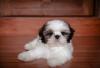 Shih Tzu deitado