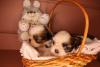 Shih Tzu na cesta