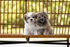 2 Shih Tzu lado a lado