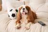 cavalier king charles spaniel deitado no sofá ao lado de bola