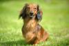 dachshund de pelo longo sentado na grama