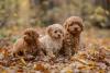 três poodles mini sentados sob folhas secas