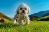 shih tzu em pé na grama